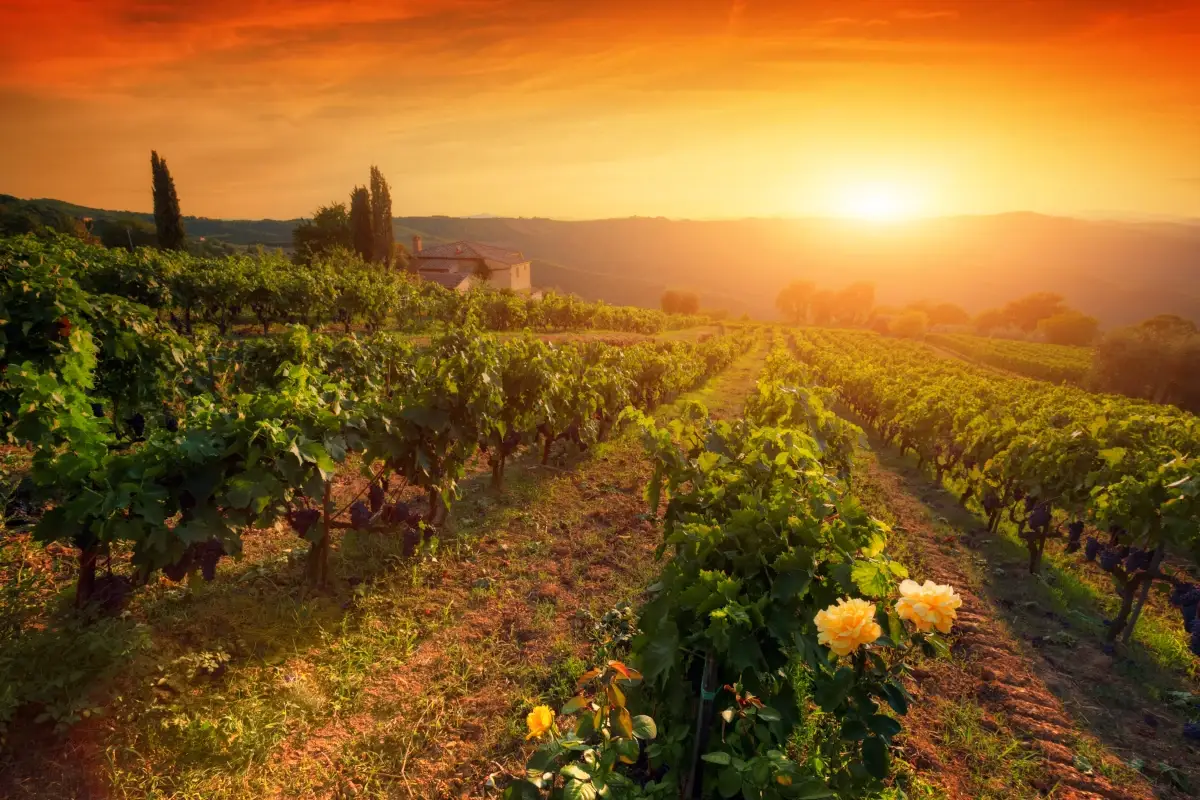 Vigneti al tramonto - foto di Michal Bednarek - PHOTOCREO Vetrina toscana, un viaggio nel gusto della tradizione